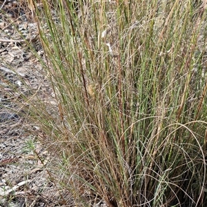 Rytidosperma pallidum at Goulburn, NSW - 20 Nov 2024