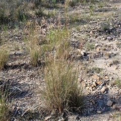 Rytidosperma pallidum at Goulburn, NSW - 20 Nov 2024