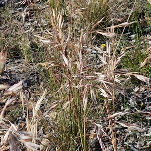 Rytidosperma pallidum at Goulburn, NSW - 20 Nov 2024