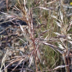 Rytidosperma pallidum at Goulburn, NSW - 20 Nov 2024 05:01 PM