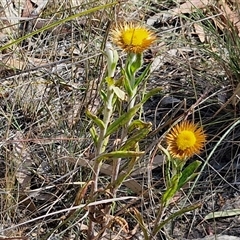 Coronidium oxylepis subsp. lanatum at Goulburn, NSW - 20 Nov 2024