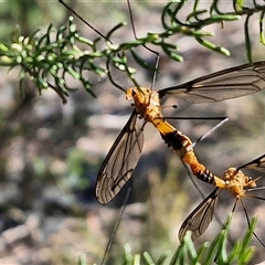 Leptotarsus (Leptotarsus) sp.(genus) (A Crane Fly) at Goulburn, NSW - 20 Nov 2024 by trevorpreston