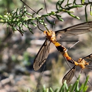 Leptotarsus (Leptotarsus) sp.(genus) (A Crane Fly) at Goulburn, NSW by trevorpreston