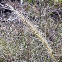 Austrostipa densiflora (Foxtail Speargrass) at Goulburn, NSW - 20 Nov 2024 by trevorpreston