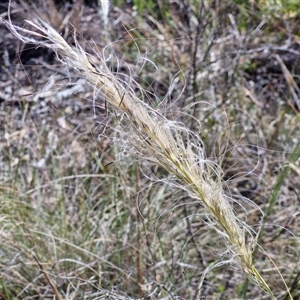 Austrostipa densiflora at Goulburn, NSW - 20 Nov 2024