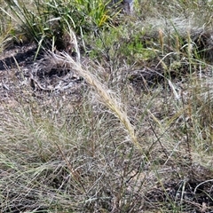 Austrostipa densiflora at Goulburn, NSW - 20 Nov 2024 04:58 PM