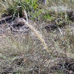 Austrostipa densiflora at Goulburn, NSW - 20 Nov 2024