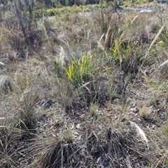 Austrostipa densiflora at Goulburn, NSW - 20 Nov 2024