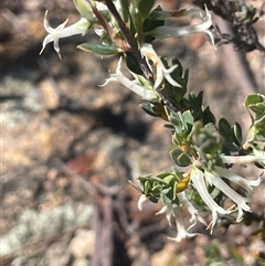 Brachyloma daphnoides (Daphne Heath) at Tinderry, NSW - 19 Nov 2024 by JaneR