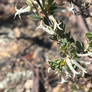 Brachyloma daphnoides at Tinderry, NSW - 20 Nov 2024