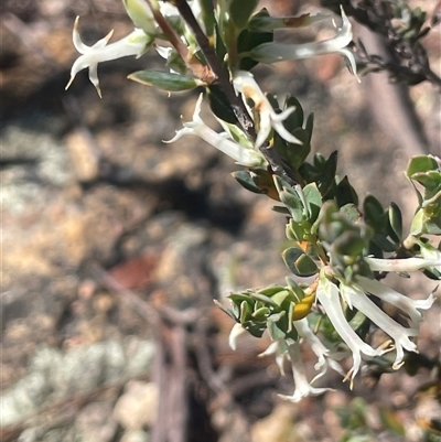 Brachyloma daphnoides (Daphne Heath) at Tinderry, NSW - 19 Nov 2024 by JaneR