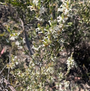 Brachyloma daphnoides at Tinderry, NSW - 20 Nov 2024