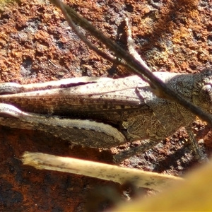 Cirphula pyrrhocnemis at Goulburn, NSW - 20 Nov 2024