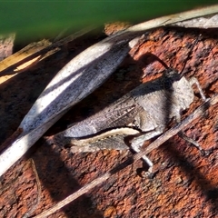 Cirphula pyrrhocnemis at Goulburn, NSW - 20 Nov 2024