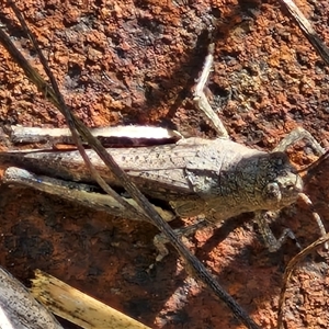 Cirphula pyrrhocnemis at Goulburn, NSW - 20 Nov 2024