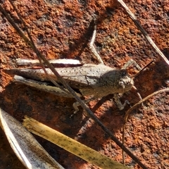 Cirphula pyrrhocnemis at Goulburn, NSW - 20 Nov 2024