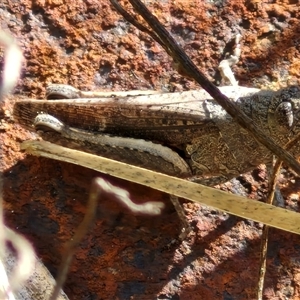 Cirphula pyrrhocnemis at Goulburn, NSW - 20 Nov 2024