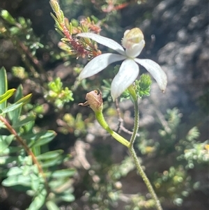 Caladenia moschata at Tinderry, NSW - suppressed