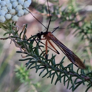 Harpobittacus sp. (genus) at Goulburn, NSW - 20 Nov 2024