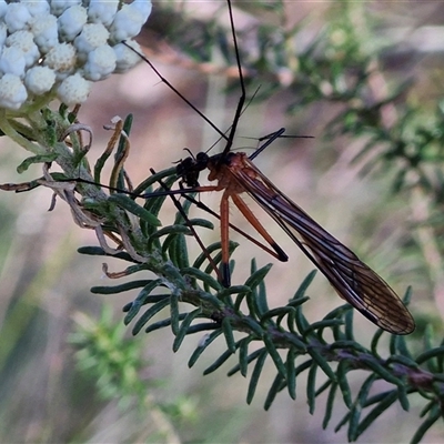 Harpobittacus (genus) (Hangingfly) at Goulburn, NSW - 20 Nov 2024 by trevorpreston