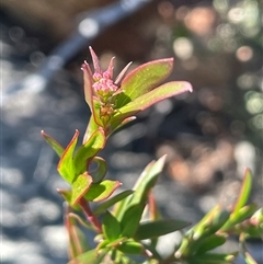 Platysace lanceolata (Shrubby Platysace) at Tinderry, NSW - 20 Nov 2024 by JaneR