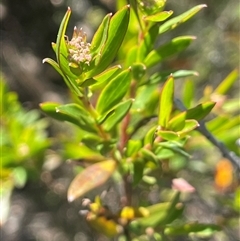 Platysace lanceolata at Tinderry, NSW - 20 Nov 2024