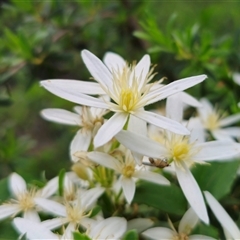 Clematis aristata (Mountain Clematis) at Tinderry, NSW - 20 Nov 2024 by Csteele4