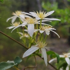 Clematis aristata at Tinderry, NSW - 20 Nov 2024 04:49 PM