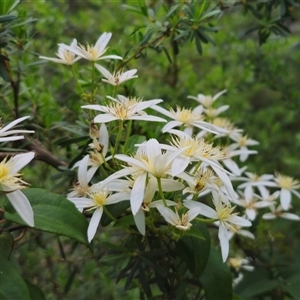 Clematis aristata at Tinderry, NSW - 20 Nov 2024