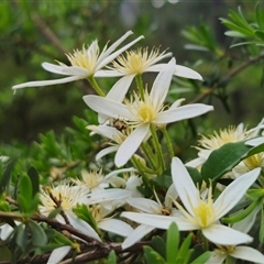 Clematis aristata at Tinderry, NSW - 20 Nov 2024