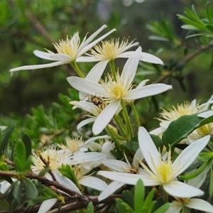 Clematis aristata at Tinderry, NSW - 20 Nov 2024