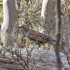 Cinclosoma punctatum (Spotted Quail-thrush) at Tinderry, NSW - 20 Nov 2024 by Csteele4