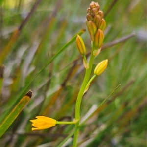 Bulbine bulbosa at Tinderry, NSW - 20 Nov 2024