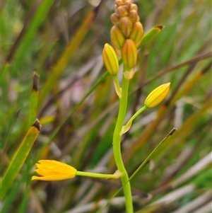 Bulbine bulbosa at Tinderry, NSW - 20 Nov 2024 05:01 PM