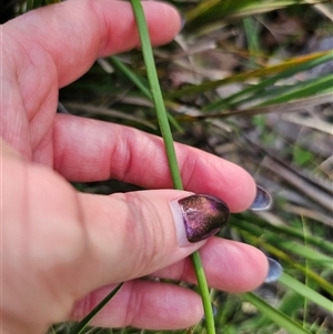 Bulbine bulbosa at Tinderry, NSW - 20 Nov 2024