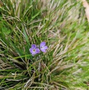 Veronica gracilis at Tinderry, NSW - 20 Nov 2024 04:55 PM