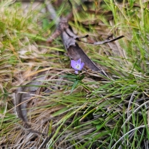 Veronica gracilis at Tinderry, NSW - 20 Nov 2024