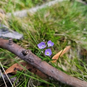 Veronica gracilis at Tinderry, NSW - 20 Nov 2024