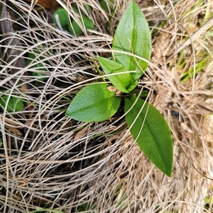 Pterostylis sp. at suppressed - 20 Nov 2024