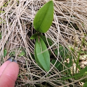 Pterostylis sp. at suppressed - 20 Nov 2024