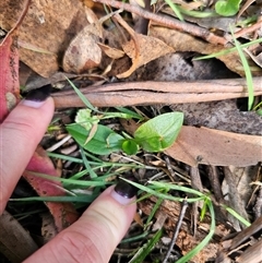 Pterostylis sp. at suppressed - 20 Nov 2024