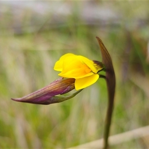 Diuris monticola (Highland Golden Moths) at Tinderry, NSW by Csteele4