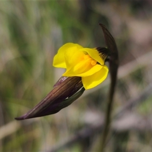 Diuris monticola at Tinderry, NSW - 20 Nov 2024