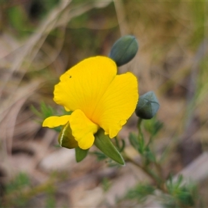 Gompholobium huegelii (pale wedge–pea) at Tinderry, NSW by Csteele4