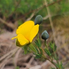 Gompholobium huegelii at Tinderry, NSW - 20 Nov 2024