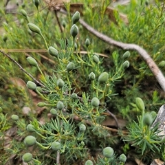 Gompholobium huegelii at Tinderry, NSW - 20 Nov 2024