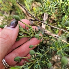 Gompholobium huegelii at Tinderry, NSW - 20 Nov 2024