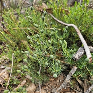 Gompholobium huegelii at Tinderry, NSW - 20 Nov 2024