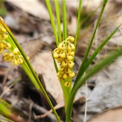 Lomandra filiformis subsp. filiformis (Wattle Matrush) at Tinderry, NSW - 20 Nov 2024 by Csteele4