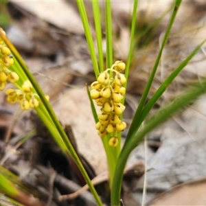 Lomandra filiformis subsp. filiformis at Tinderry, NSW - 20 Nov 2024